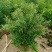 栀子花盆栽带花苞阳台花卉植物室内花老桩大颗四季好养树苗绿