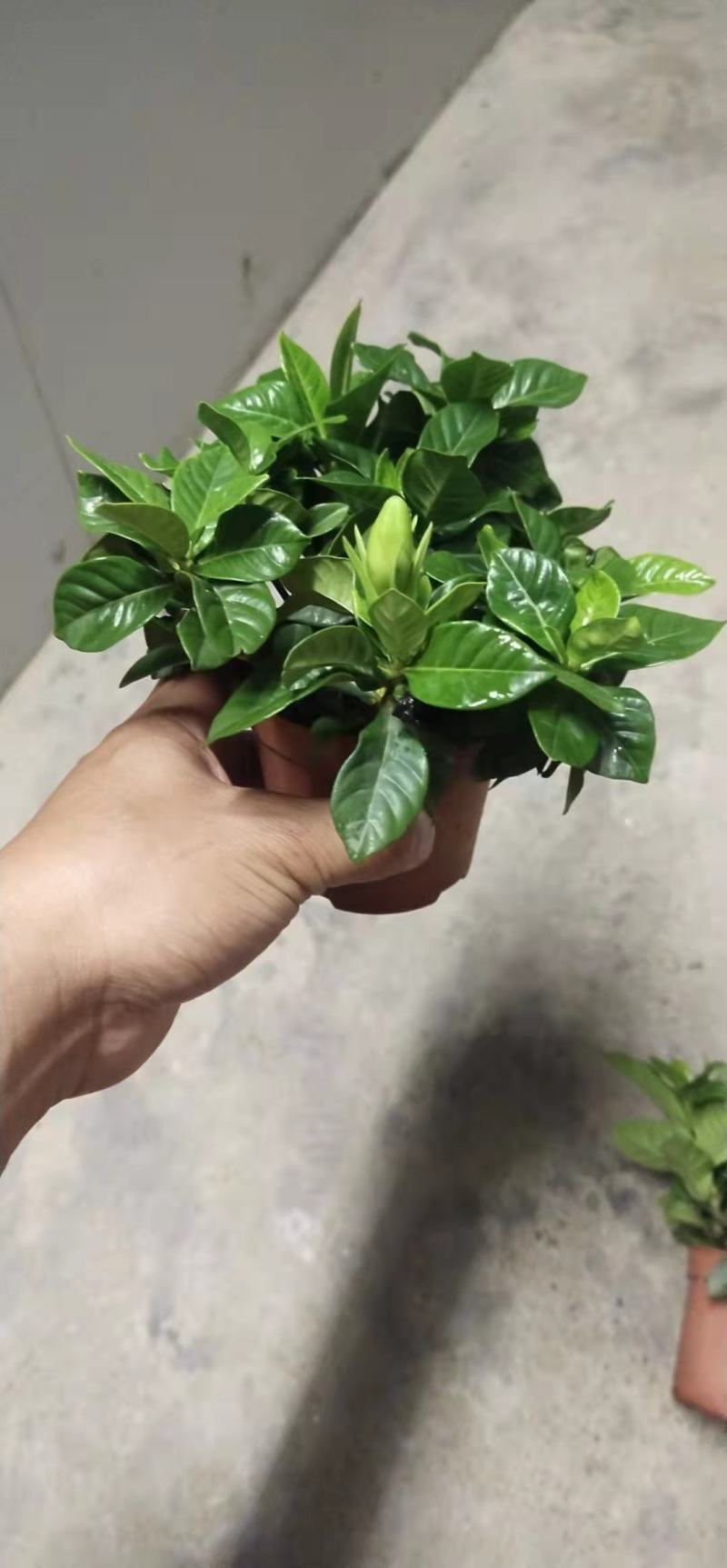 栀子花盆栽带花苞阳台花卉植物室内花老桩大颗四季好养树苗绿