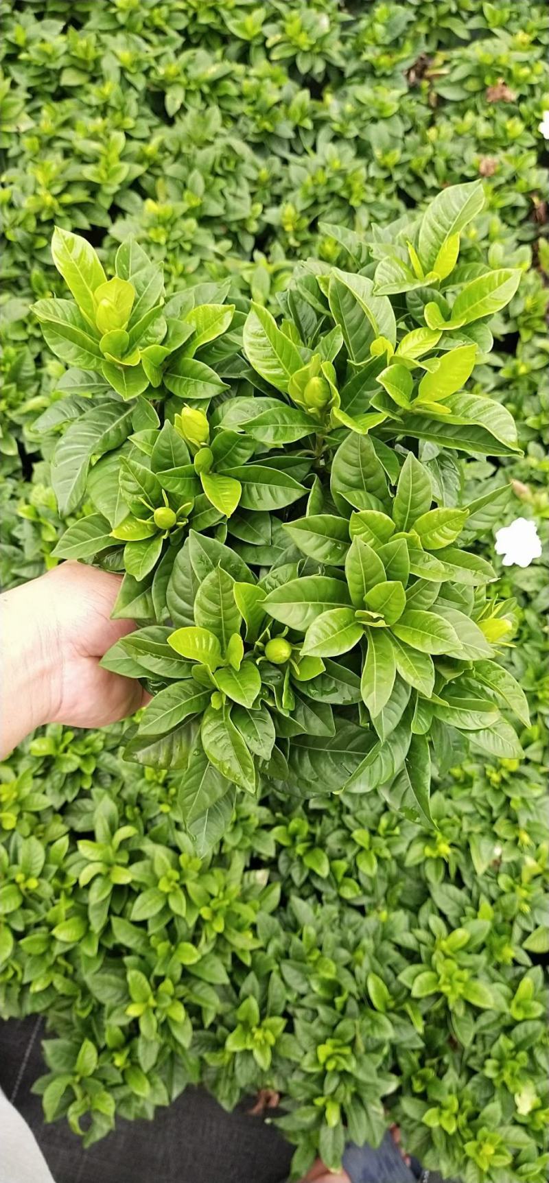 栀子花盆栽带花苞阳台花卉植物室内花老桩大颗四季好养树苗绿
