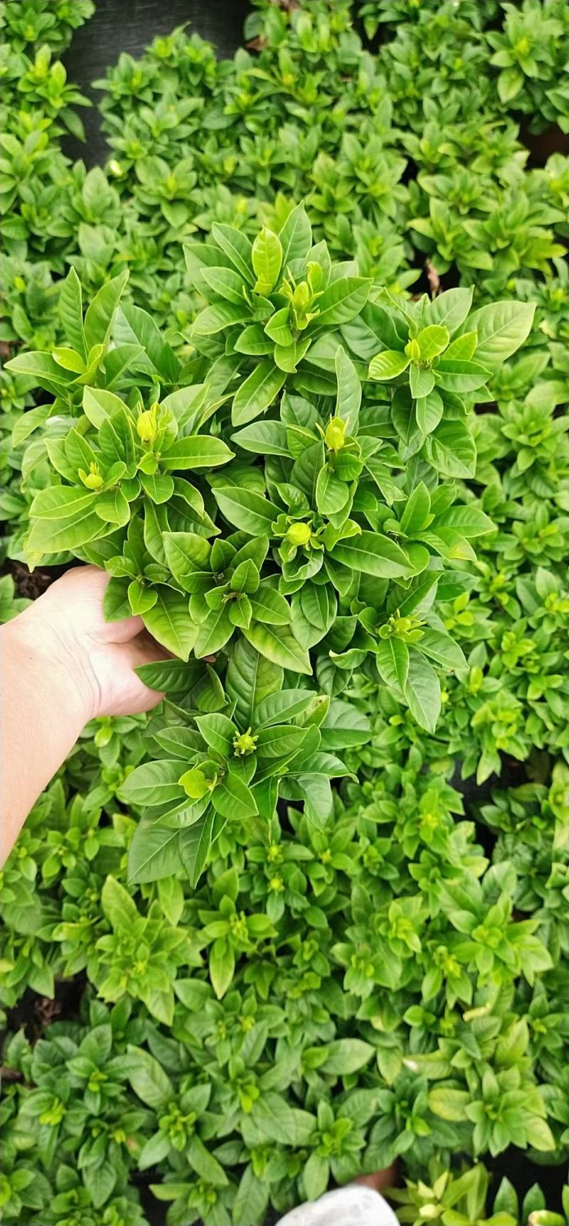 栀子花盆栽带花苞阳台花卉植物室内花老桩大颗四季好养树苗绿
