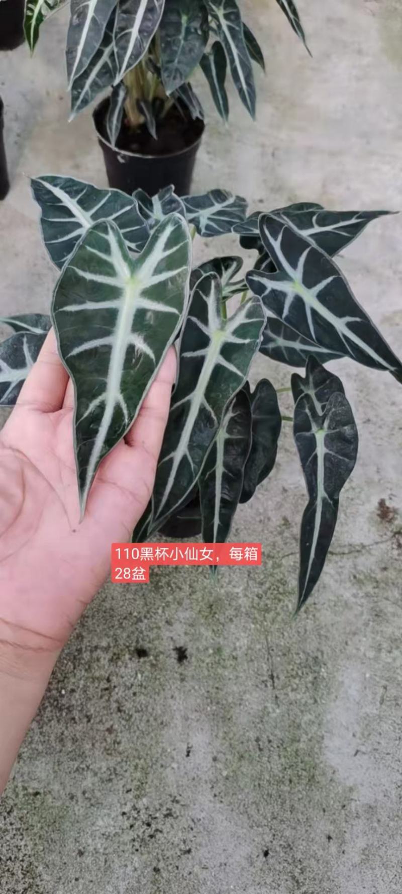 小仙女盆栽竹芋办公室内植物客厅净化空气吸甲醛桌面小