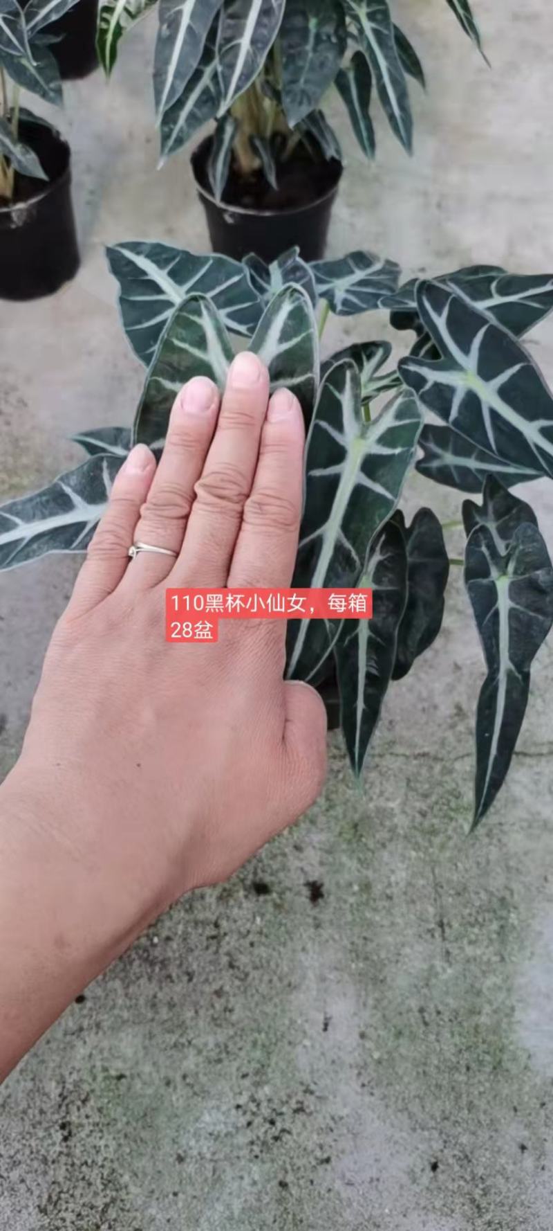 小仙女盆栽竹芋办公室内植物客厅净化空气吸甲醛桌面小