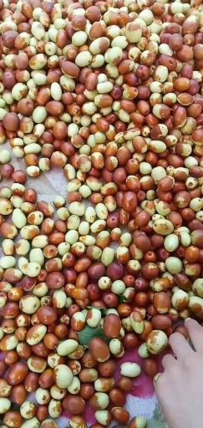 金丝小枣