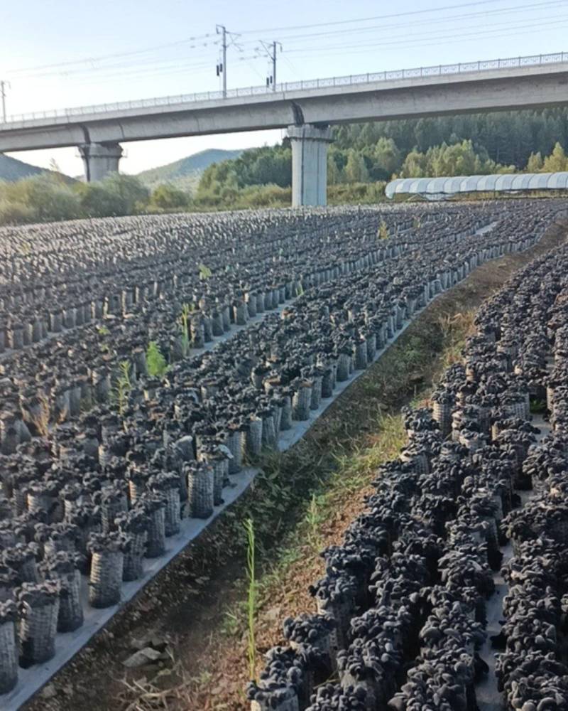 广东优质秋耳又黑又厚没有任何添加剂常年批发欢迎选购