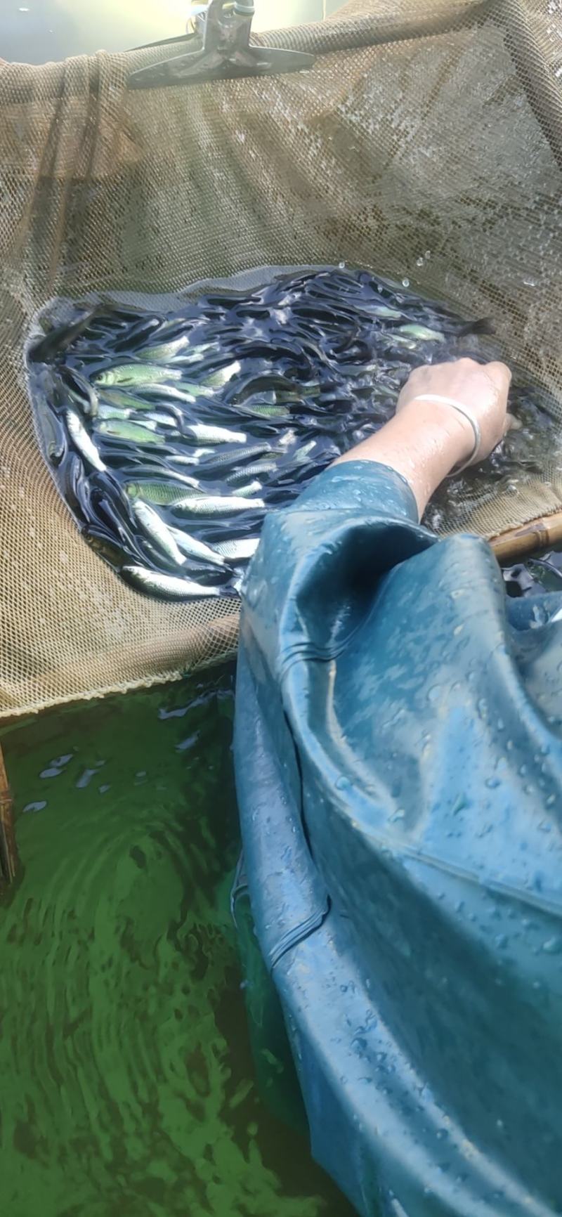 广东省22优质草鱼苗，草鱼水花苗，公分苗