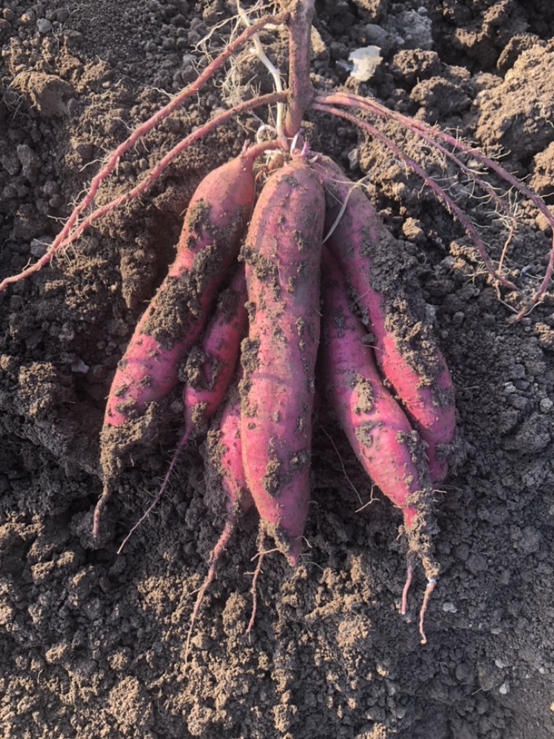 陕西·凤翔·虢王红薯种植基地。可供超市、电商、批发及零售