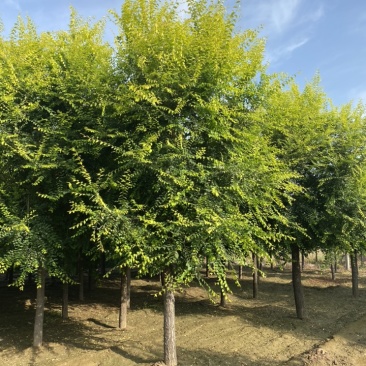 金叶榆6-20公分中华金叶榆高杆金叶榆矮杆金叶榆