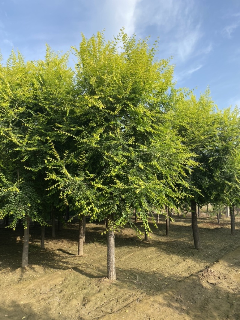 金叶榆6-20公分中华金叶榆高杆金叶榆矮杆金叶榆