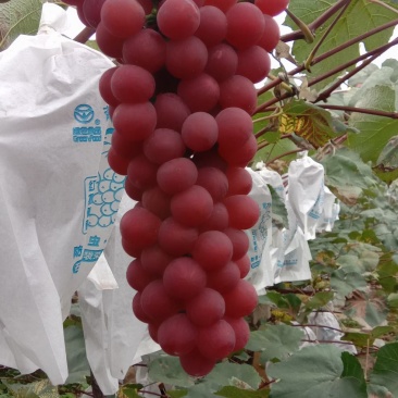 昭通红玫瑰