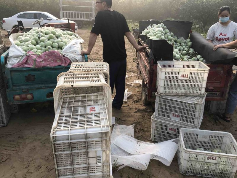 河北王林，印度青苹果80以上电商社区团购超市