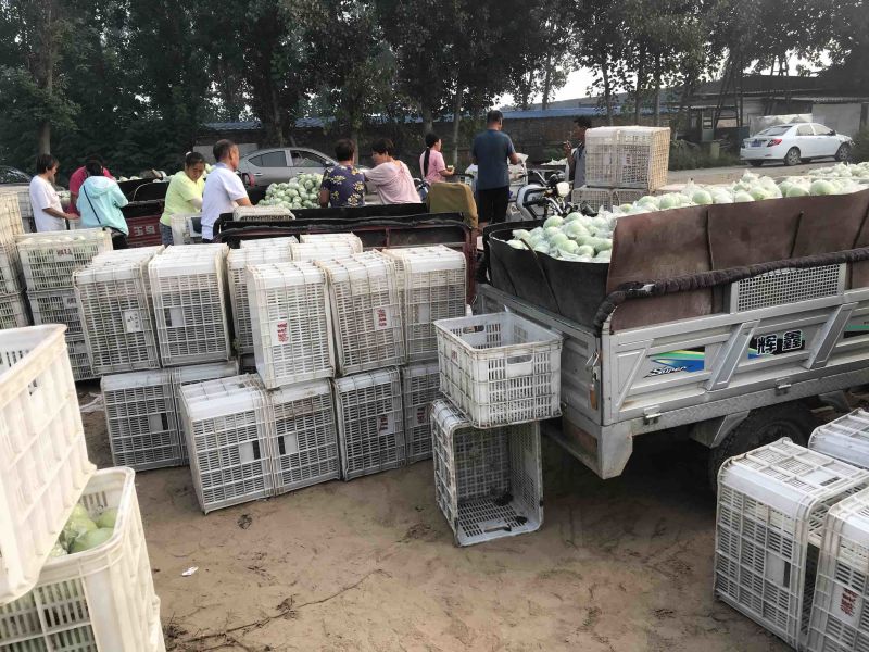 河北王林，印度青苹果80以上电商社区团购超市