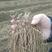 韭菜根种苗，12斤起售阳棚露地用根，可以做水培的韭菜根