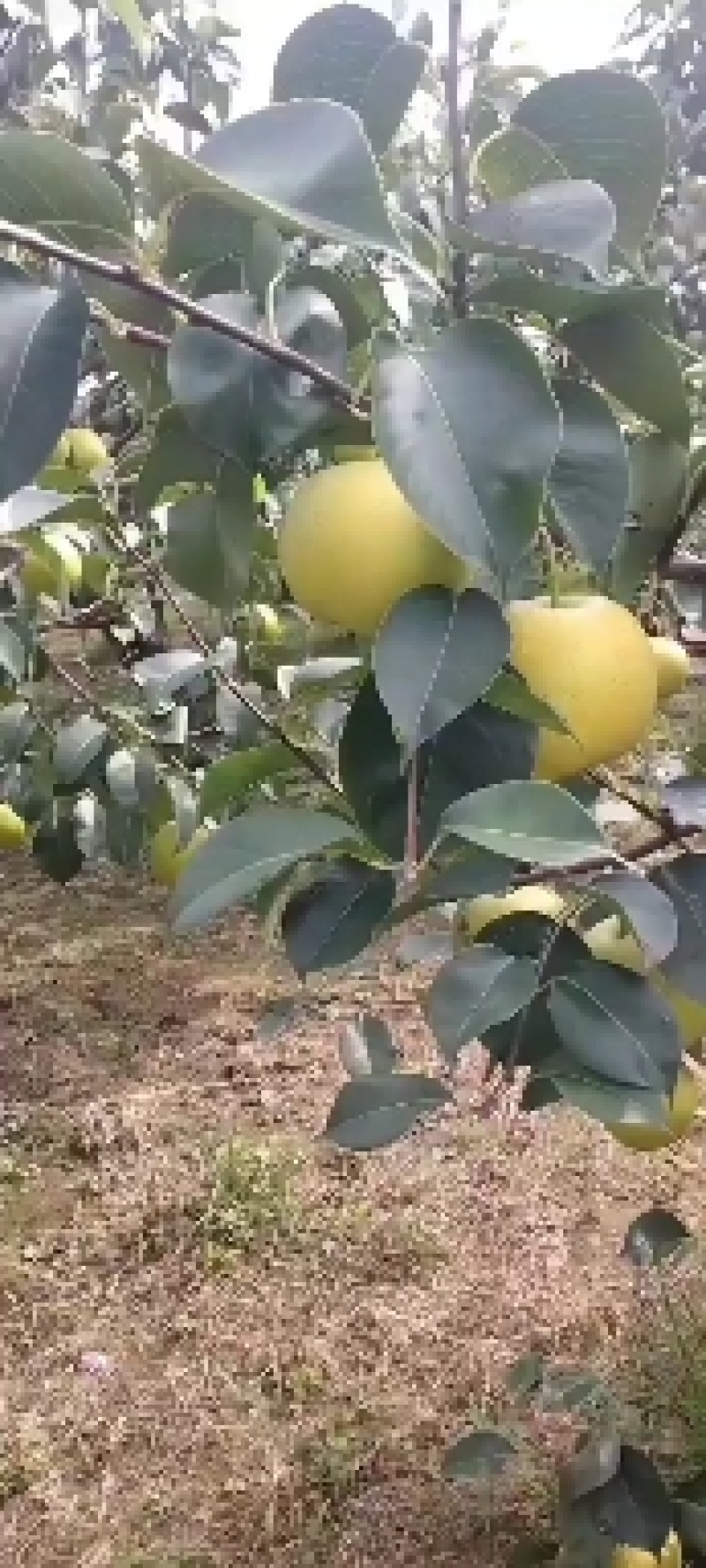 雪花梨千亩梨园自产自销，品质好口感佳大量有货