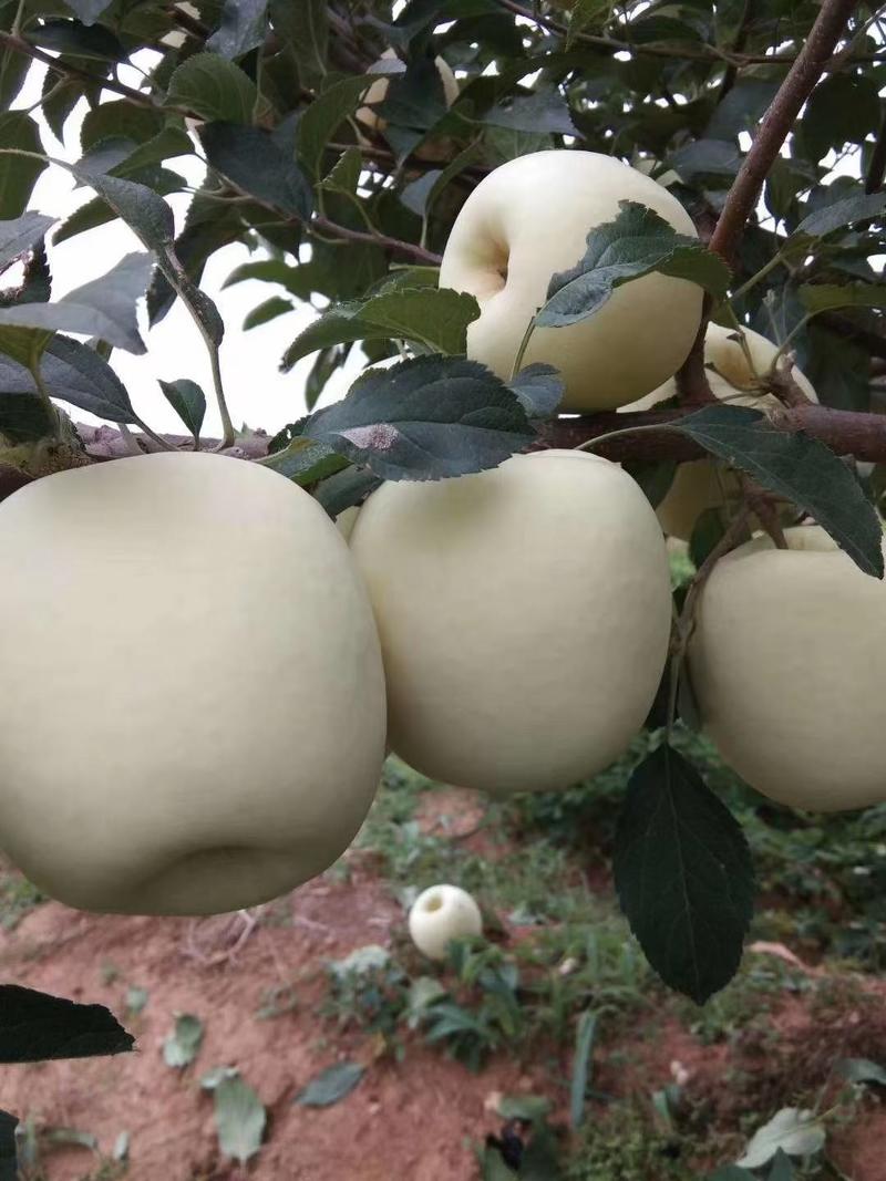 【推荐】黄元帅苹果大量上市了货源充足个大皮毛亮果面干净正品