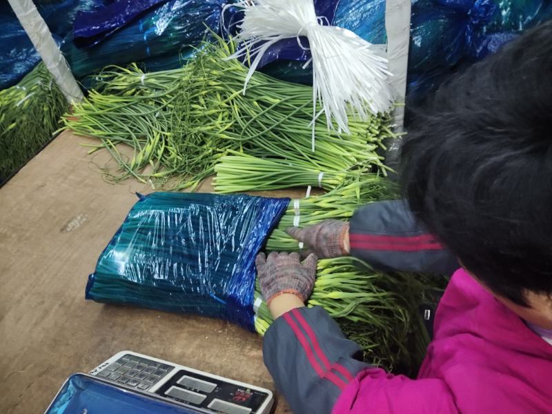 莒县蒜薹产地批发，金乡蒜薹，精品加工，1斤一把