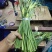 莒县蒜薹产地批发，金乡蒜薹，精品加工，1斤一把