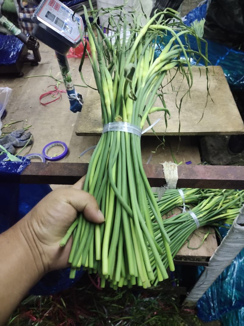 莒县蒜薹产地批发，金乡蒜薹，精品加工，1斤一把