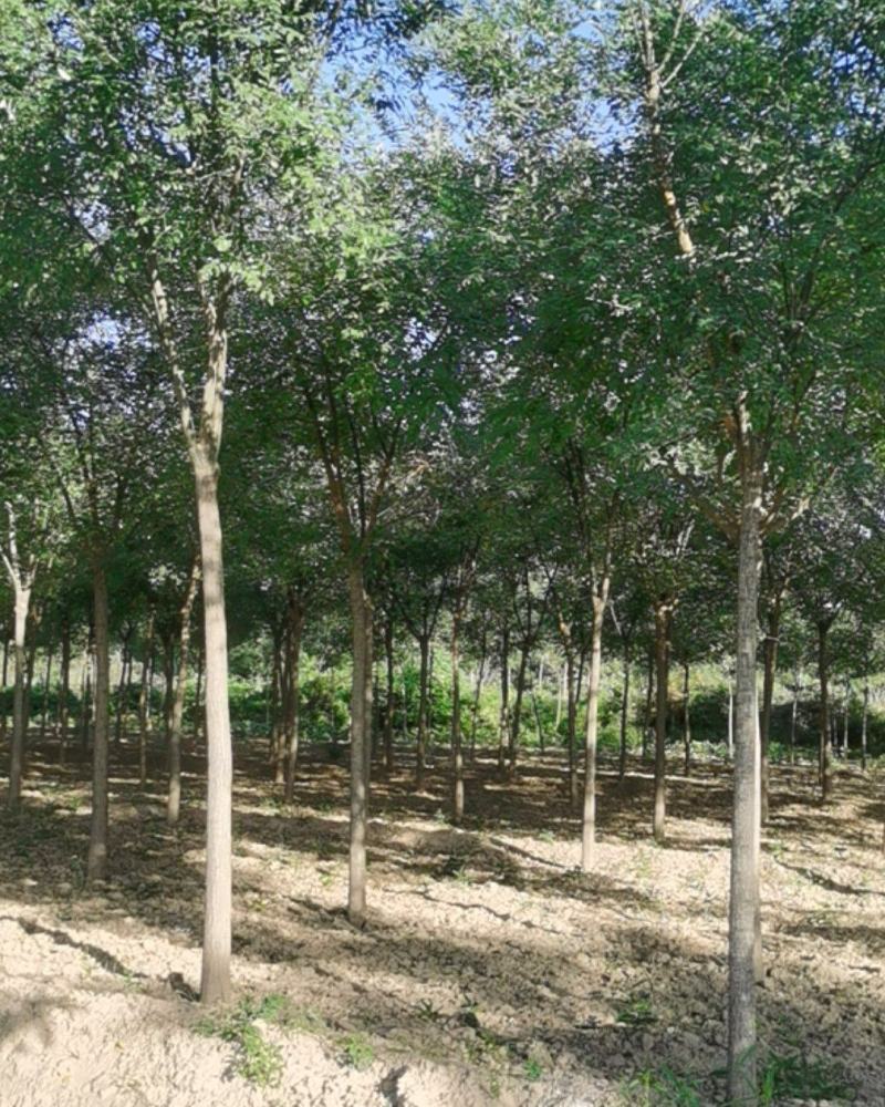 占地国槐大量供应每日10万棵皂角树每日10万棵