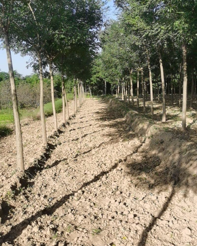 占地国槐大量供应每日10万棵皂角树每日10万棵