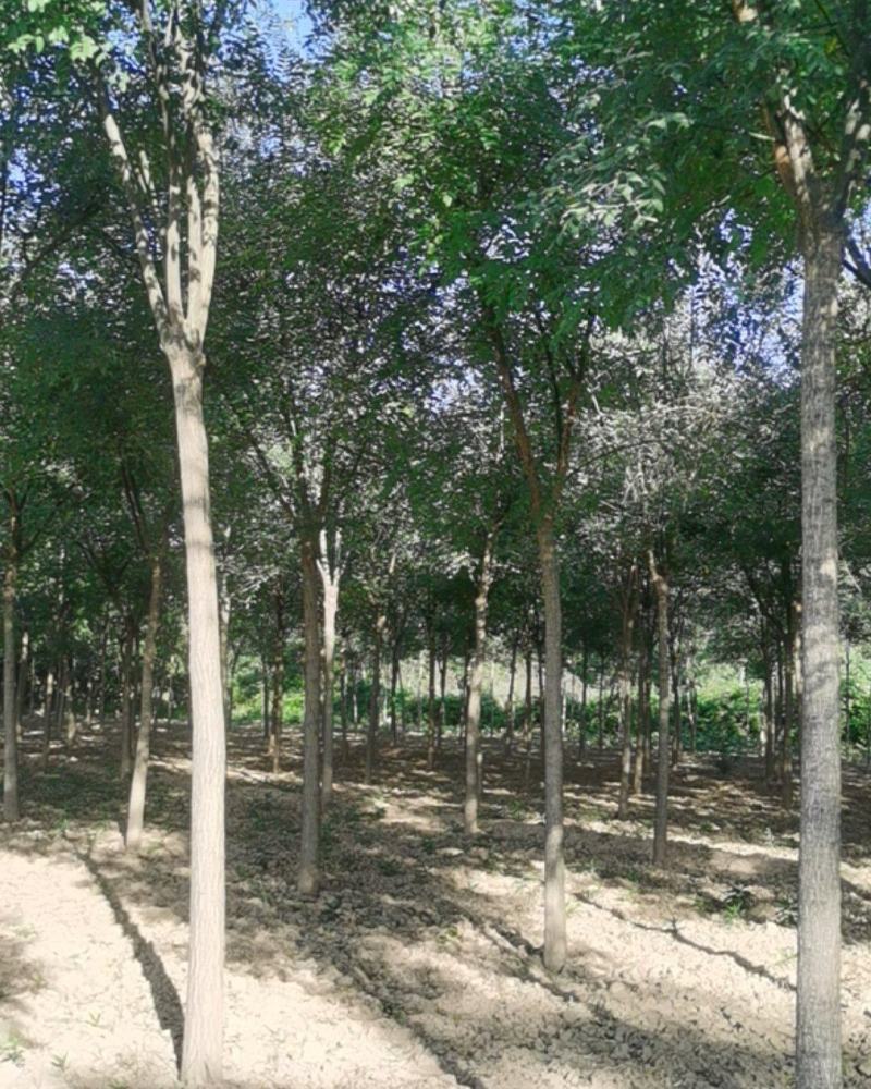占地国槐大量供应每日10万棵皂角树每日10万棵