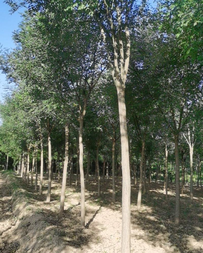 占地国槐大量供应每日10万棵皂角树每日10万棵