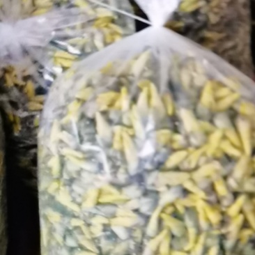 金花葵花茶
