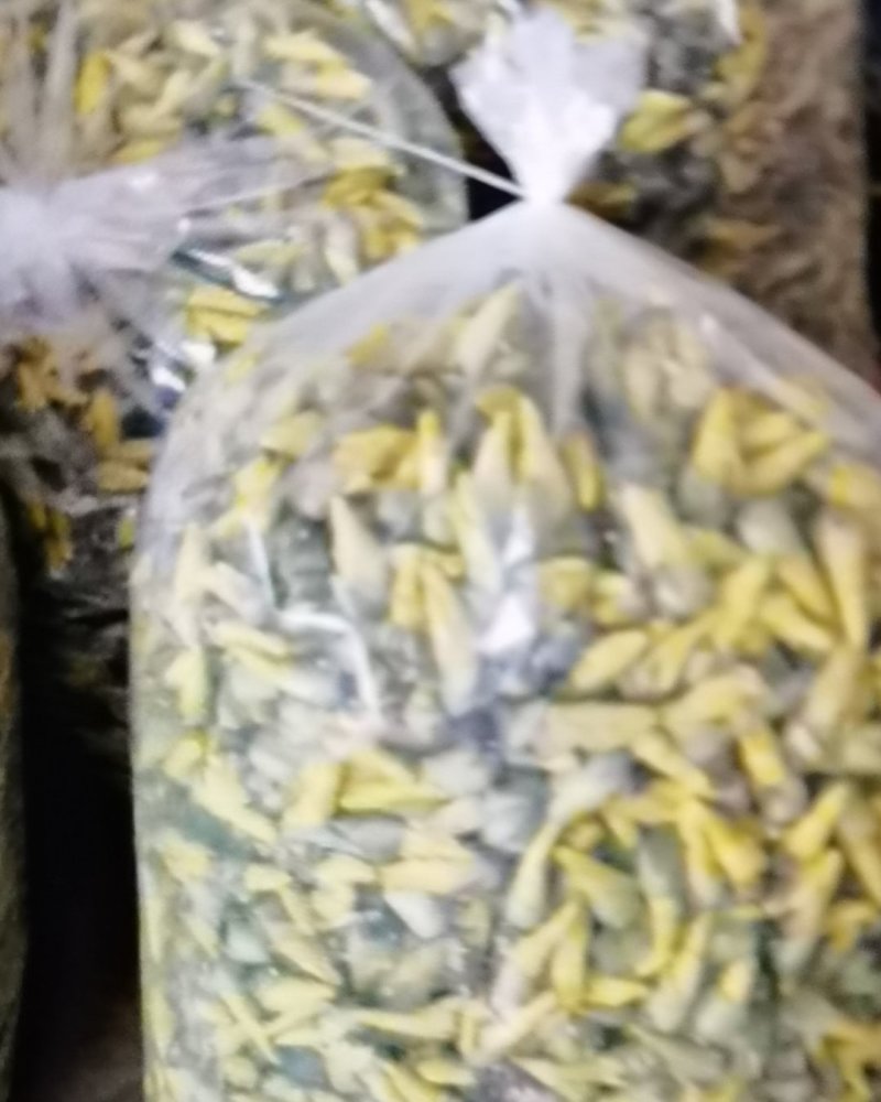 金花葵花茶