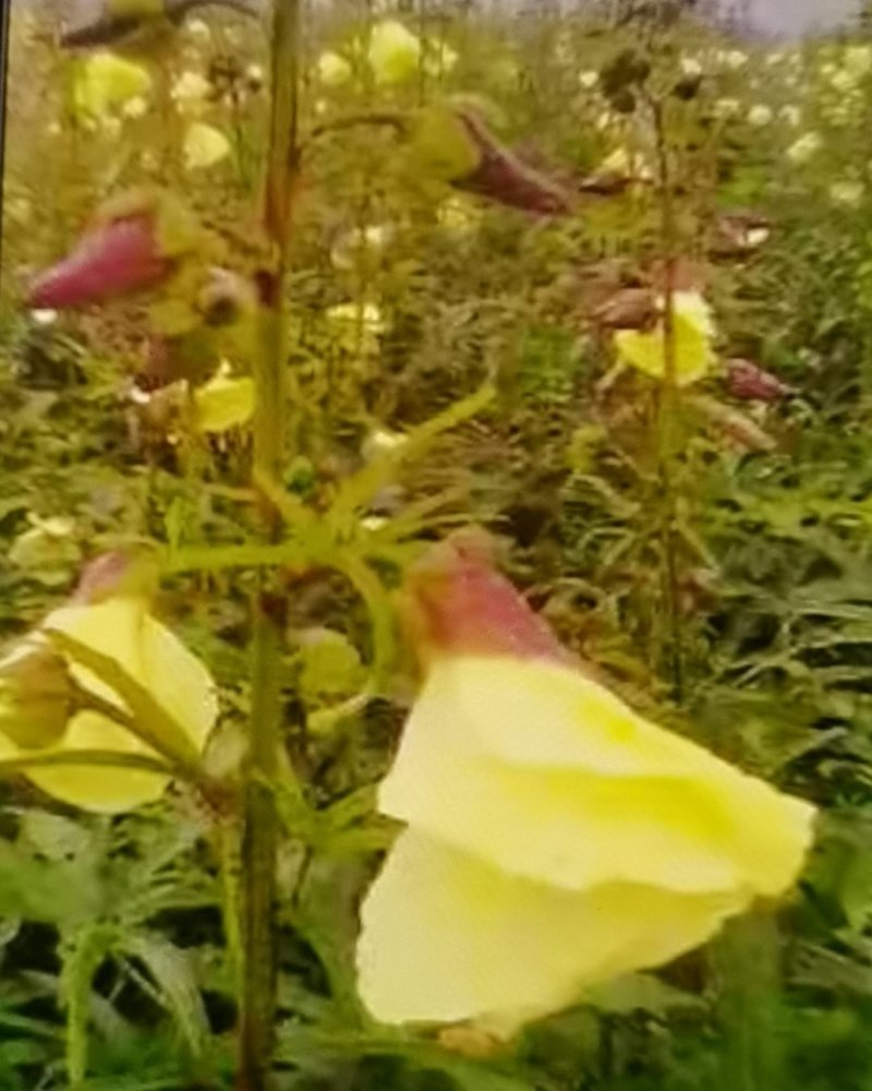金花葵花茶