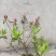 红花继木大杯苗，红花继木球80/100公分