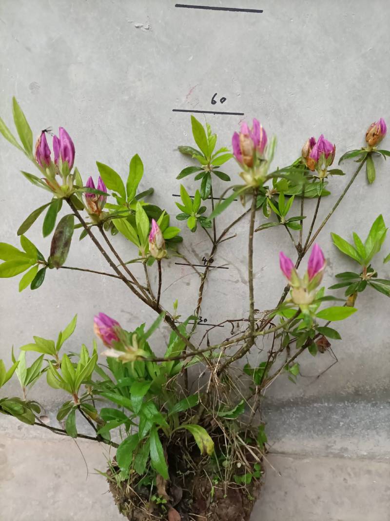 红花继木大杯苗，红花继木球80/100公分