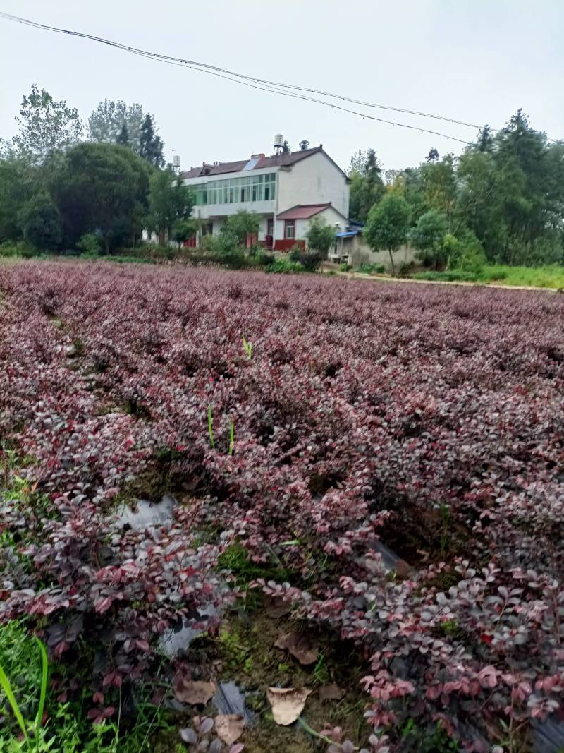 红花继木大杯苗，红花继木球80/100公分