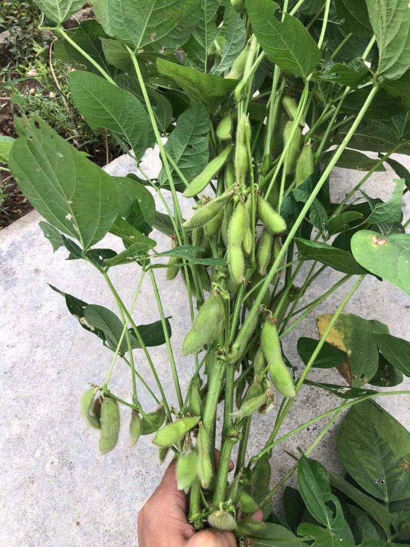 原产地大青豆品质优良颗粒饱满有需要的老板请联系