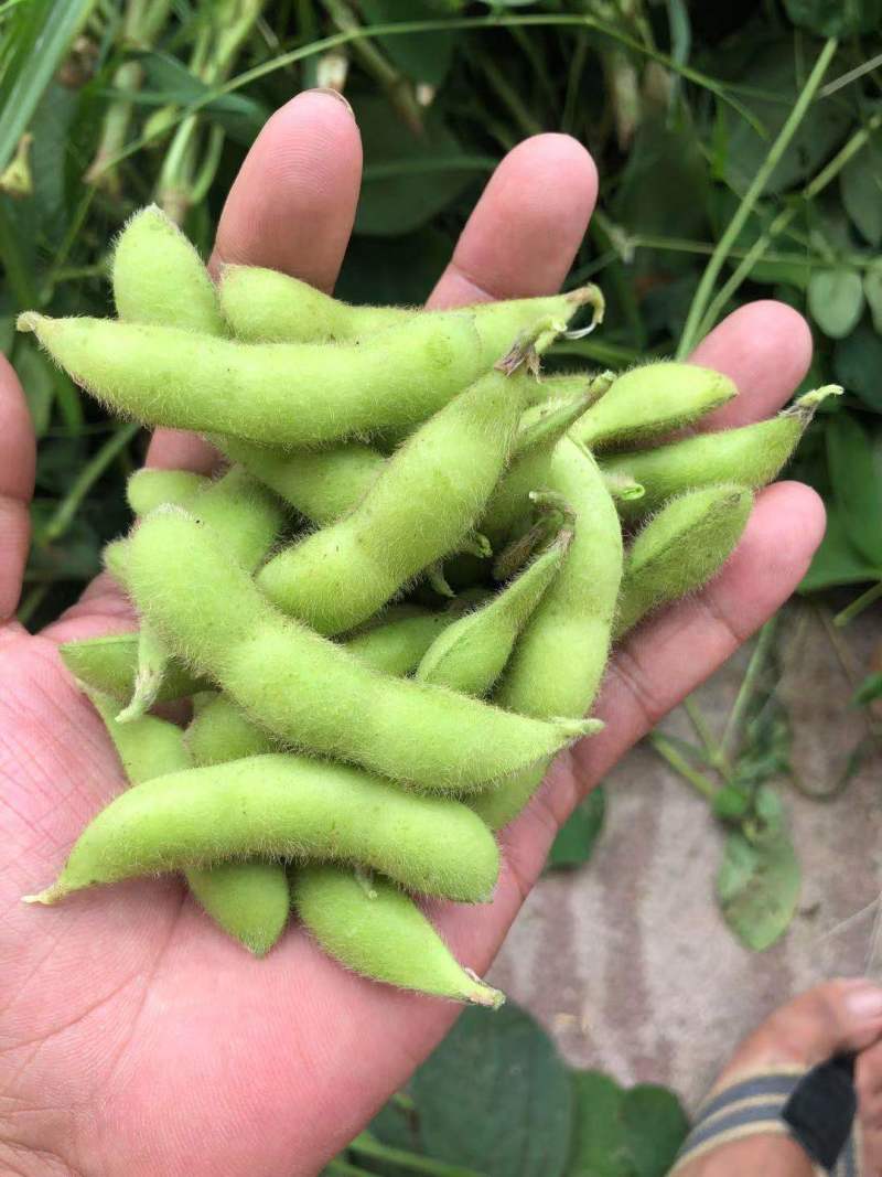 原产地大青豆品质优良颗粒饱满有需要的老板请联系