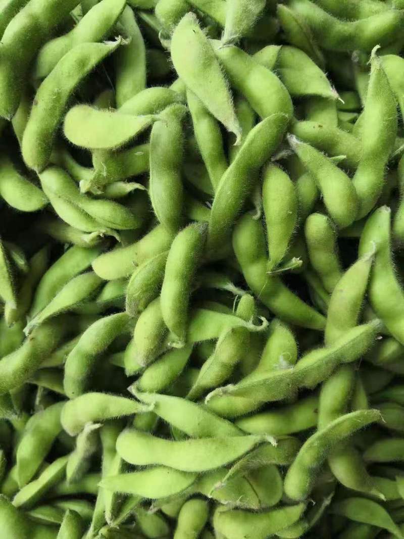 原产地大青豆品质优良颗粒饱满有需要的老板请联系