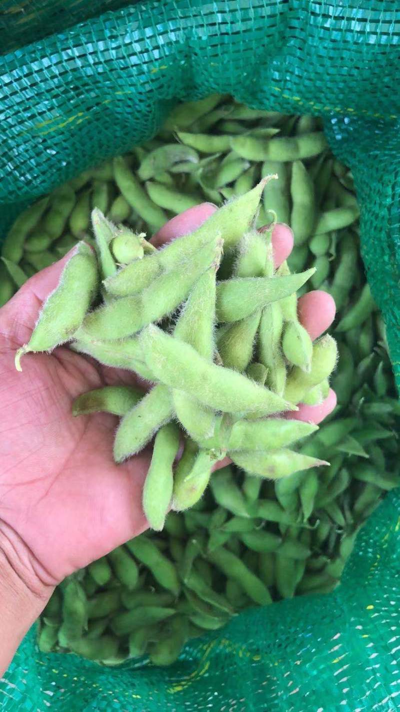 原产地大青豆品质优良颗粒饱满有需要的老板请联系