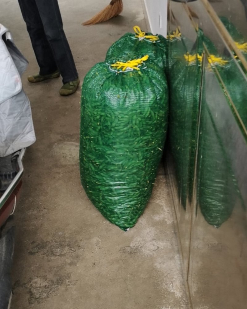 原产地大青豆品质优良颗粒饱满有需要的老板请联系