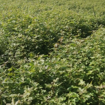 枫香小苗，80万枫香小苗，基地主营树种，优质造林小苗
