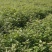 枫香小苗，80万枫香小苗，基地主营树种，优质造林小苗