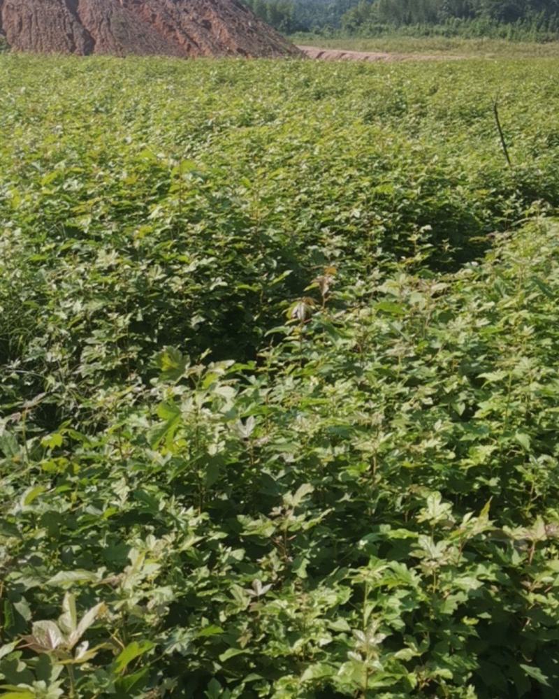 枫香小苗，80万枫香小苗，基地主营树种，优质造林小苗