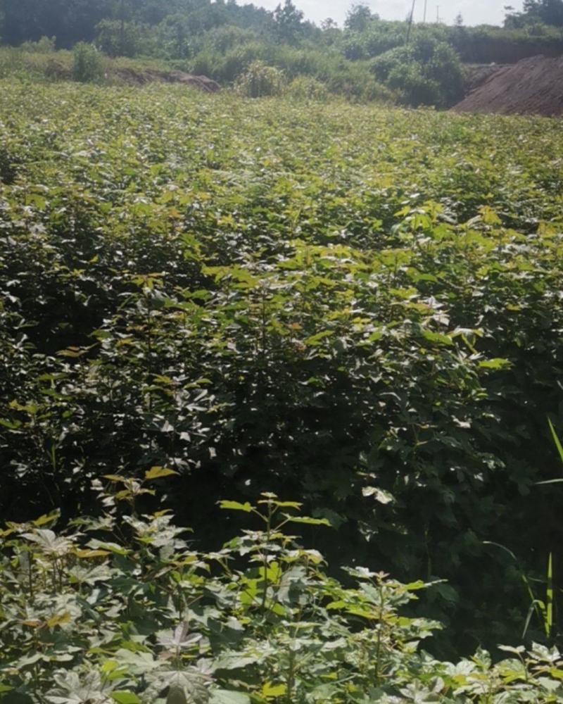 枫香小苗，80万枫香小苗，基地主营树种，优质造林小苗