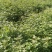 枫香小苗，80万枫香小苗，基地主营树种，优质造林小苗