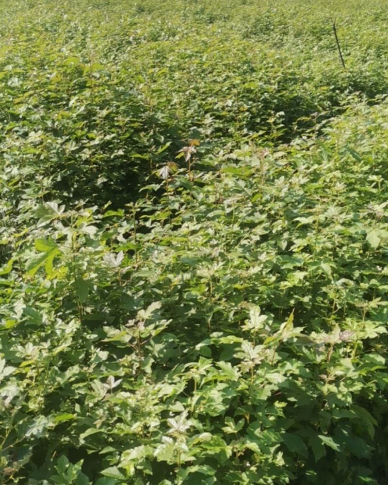 枫香小苗，80万枫香小苗，基地主营树种，优质造林小苗
