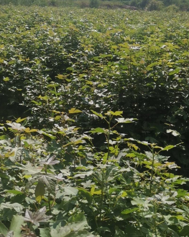 枫香小苗，80万枫香小苗，基地主营树种，优质造林小苗