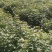枫香小苗，80万枫香小苗，基地主营树种，优质造林小苗