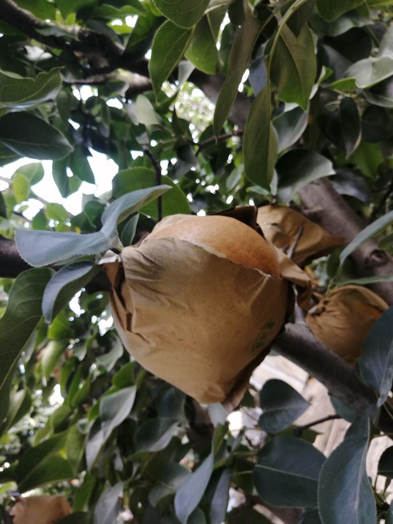 脆甜（晚秋黄梨）已上市