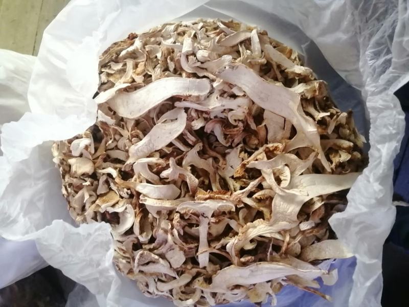 2025年优质松茸干片批发，产地源头直发优质货源