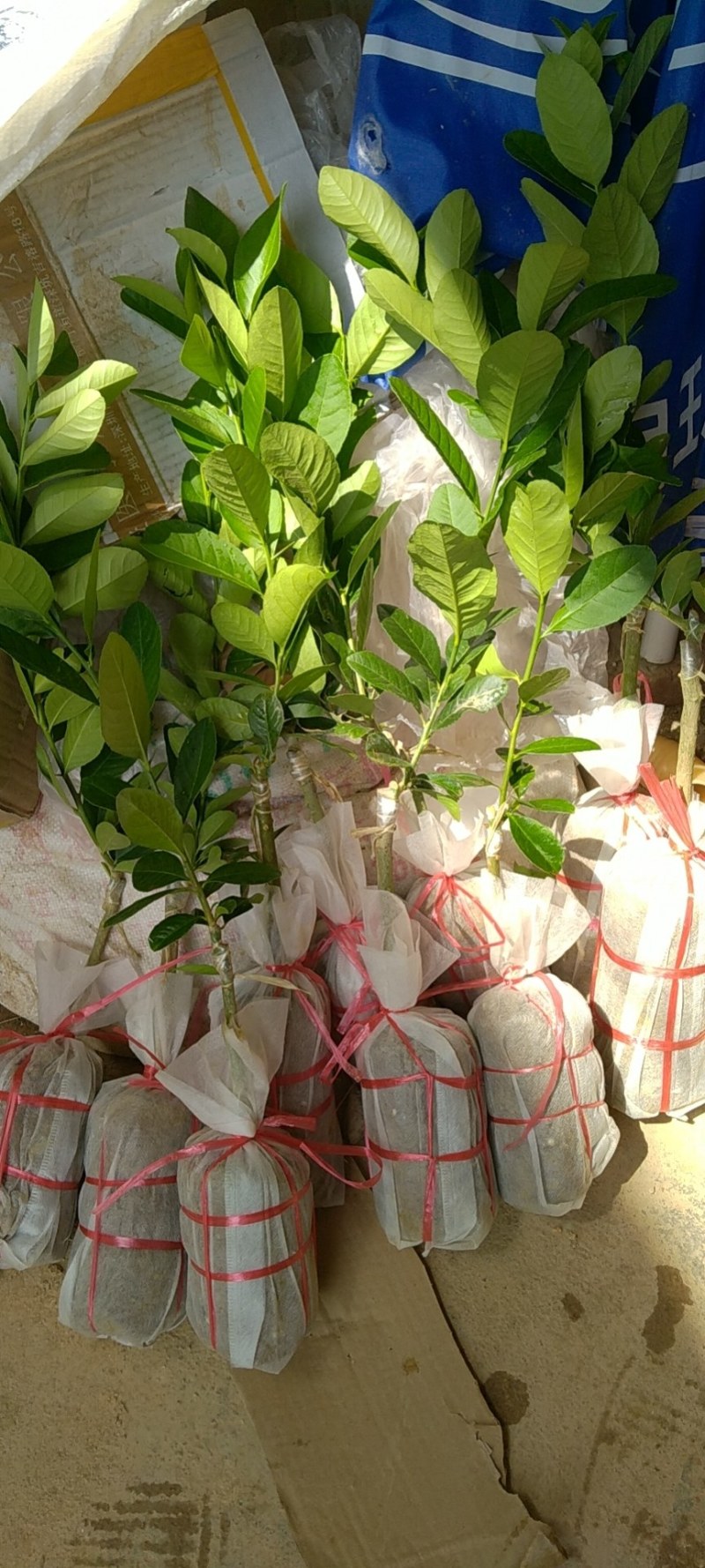 广东无核香水柠檬苗，当年种植当年结果，产量高，价格高！