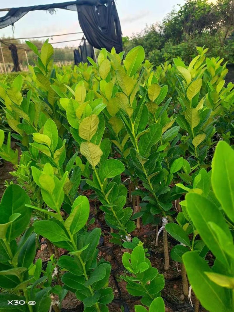 广东无核香水柠檬苗，当年种植当年结果，产量高，价格高！