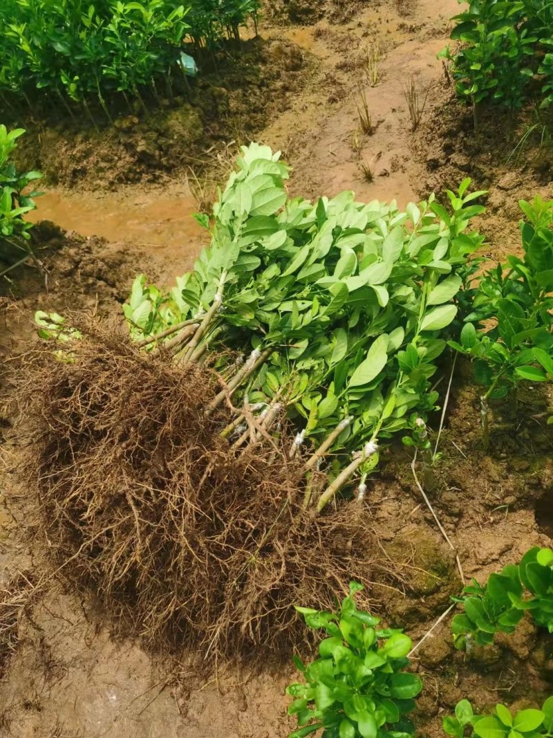 广东无核香水柠檬苗，当年种植当年结果，产量高，价格高！