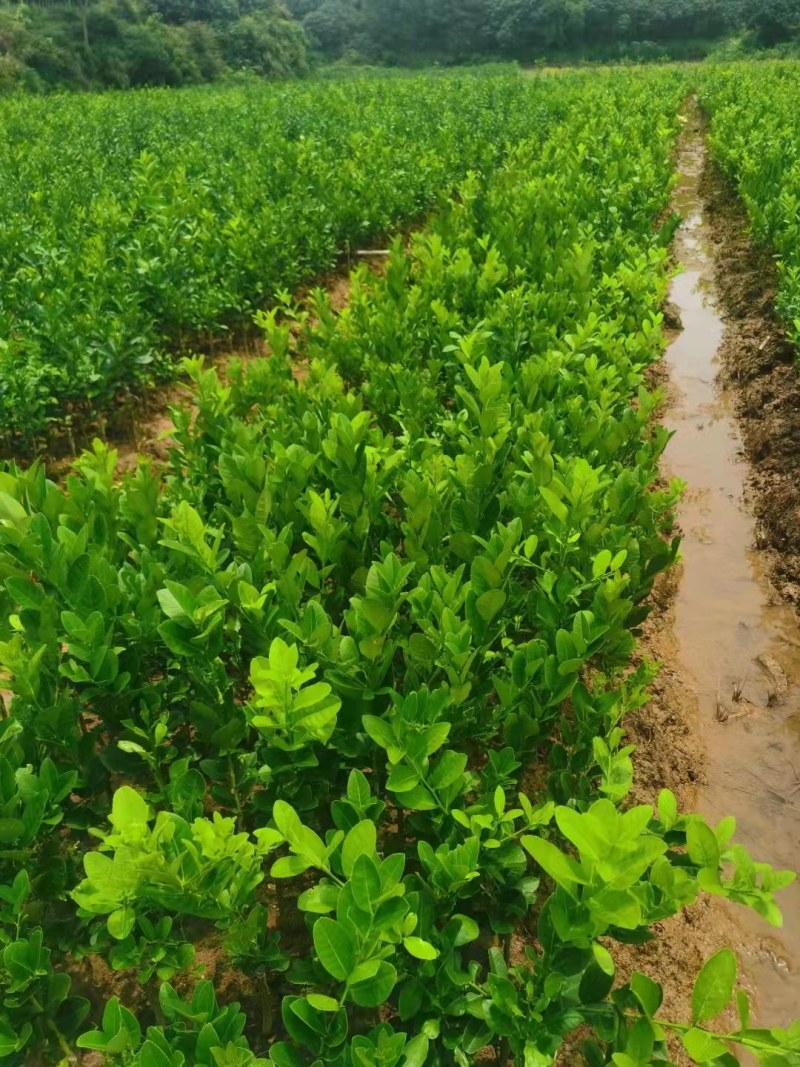 广东无核香水柠檬苗，当年种植当年结果，产量高，价格高！